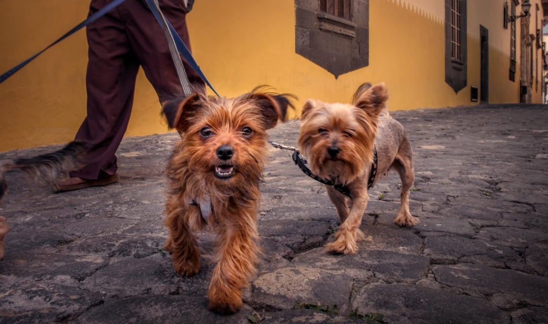 Tails of Spain: what to know about having pets