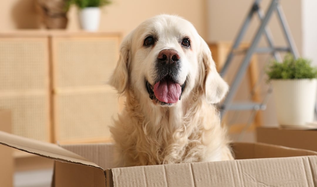 Moving to Greece with pets