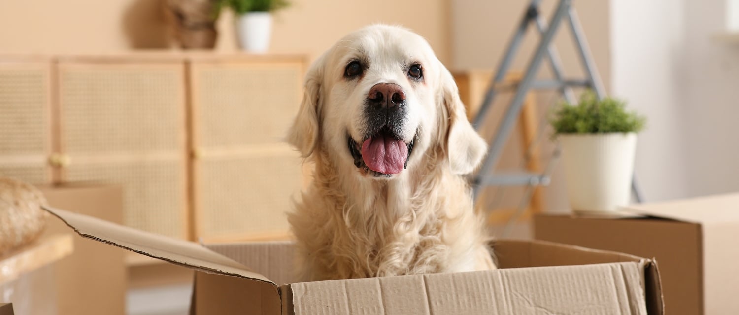 Moving pets 2464684679 Dog in a cardboard box