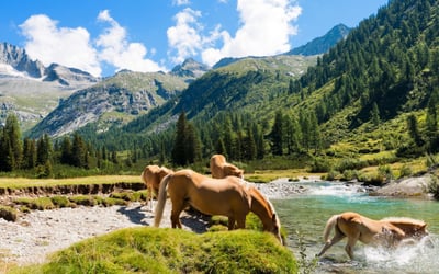 Your home close to Italy’s wildlife