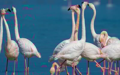 Living among Greece’s wildlife – animals you might spot near your home