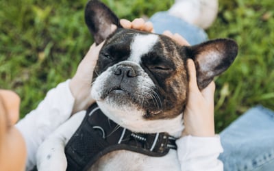 How to take your pets to France