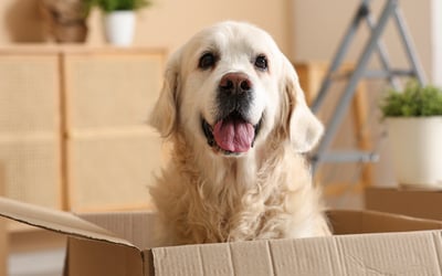 Moving to Greece with pets